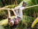 American Tarzan