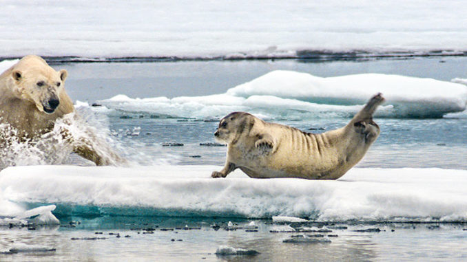 BBC America The Hunt