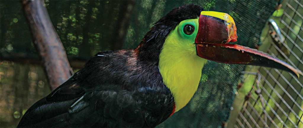 Toucan Nation