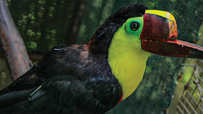 Toucan Nation