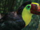 Toucan Nation