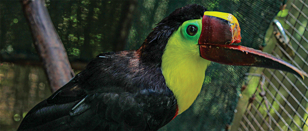 Toucan Nation