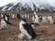 Planet Earth II