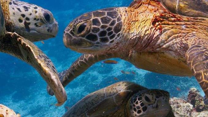 Blue Planet II