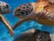 Blue Planet II