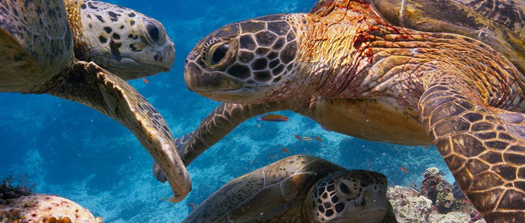 Blue Planet II