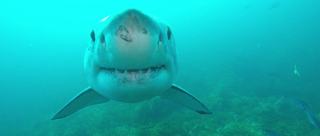 Shark Week Discovery Channel