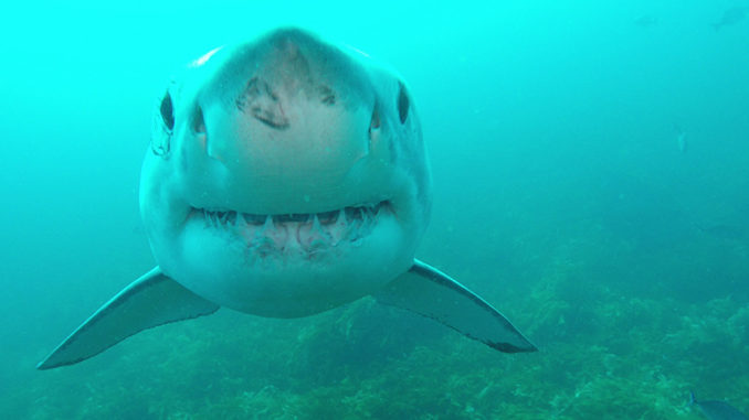 Shark Week Discovery Channel