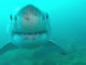 Shark Week Discovery Channel