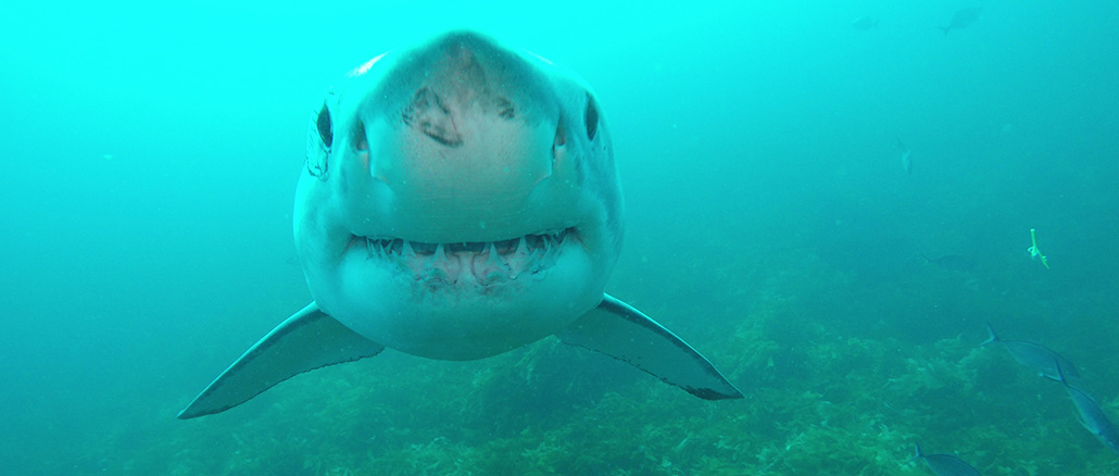 Shark Week Discovery Channel