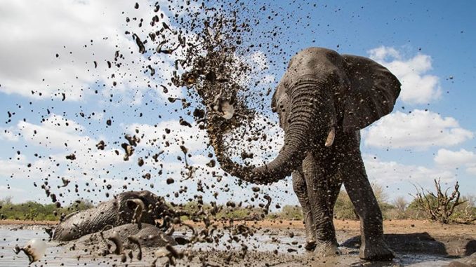 Life at the Waterhole PBS