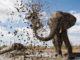 Life at the Waterhole PBS