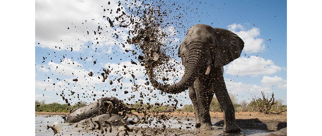 Life at the Waterhole PBS