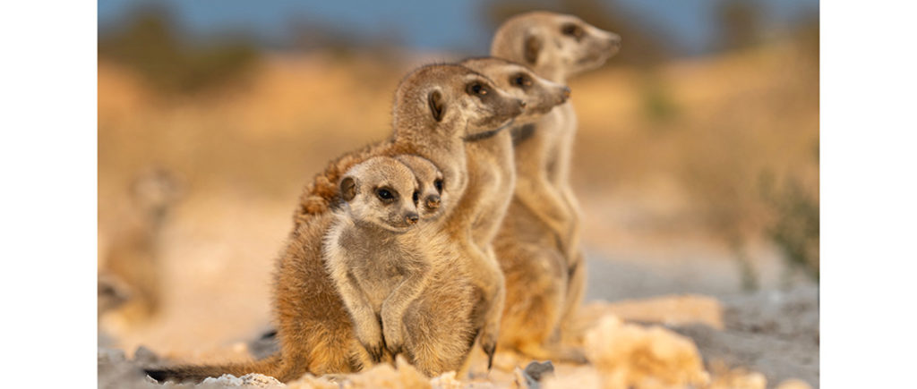 Meerkat Manor Rise of the Dynasty