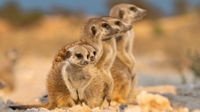 Meerkat Manor Rise of the Dynasty