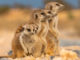 Meerkat Manor Rise of the Dynasty