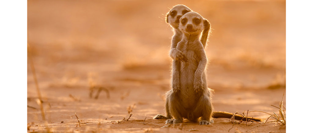 Meerkat Manor Rise of the Dynasty