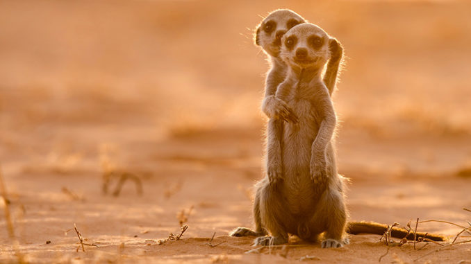 Meerkat Manor Rise of the Dynasty