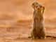 Meerkat Manor Rise of the Dynasty