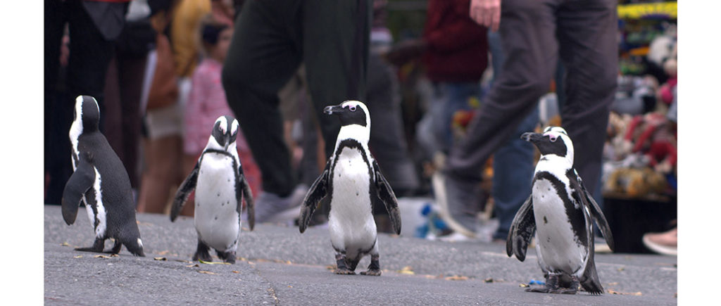 Penguin Town Netflix