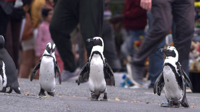 Penguin Town Netflix