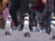 Penguin Town Netflix