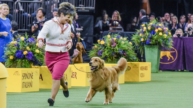 Westminster Kennel Club Dog Show