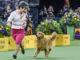 Westminster Kennel Club Dog Show