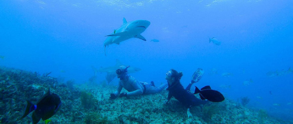 Shark Week
