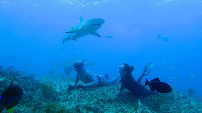 Shark Week