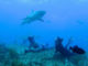 Shark Week