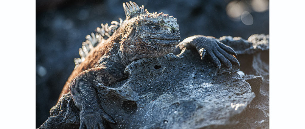 Eden Untamed Planet Galapagos