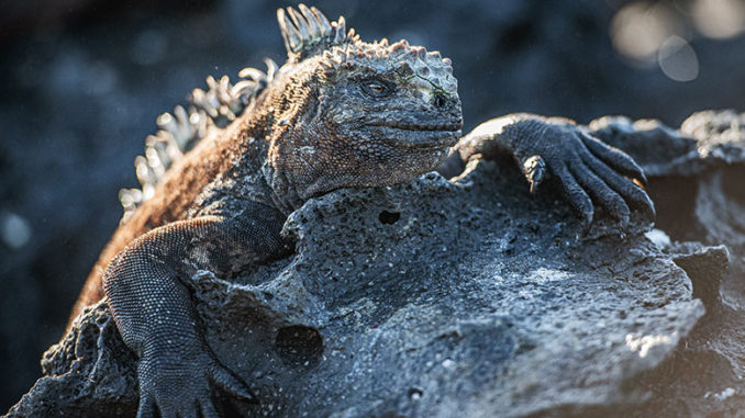 Eden Untamed Planet Galapagos