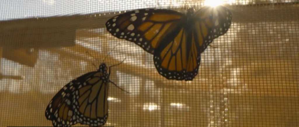 NOVA Butterfly Blueprints PBS