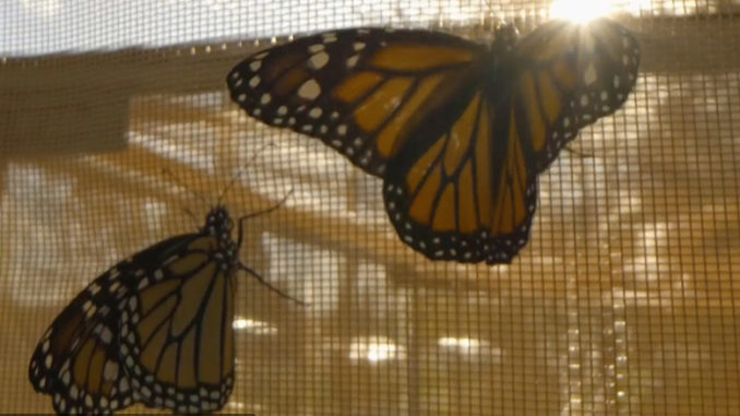 NOVA Butterfly Blueprints PBS