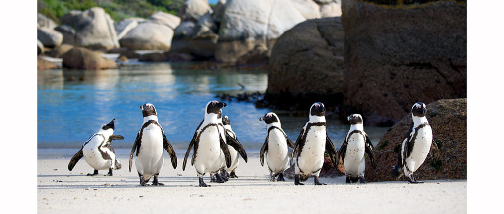 Nature Penguins Meet the Family PBS