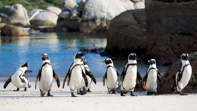 Nature Penguins Meet the Family PBS