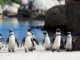 Nature Penguins Meet the Family PBS