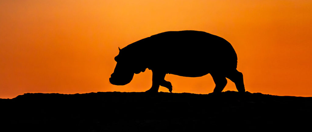 Nature Hippo King PBS