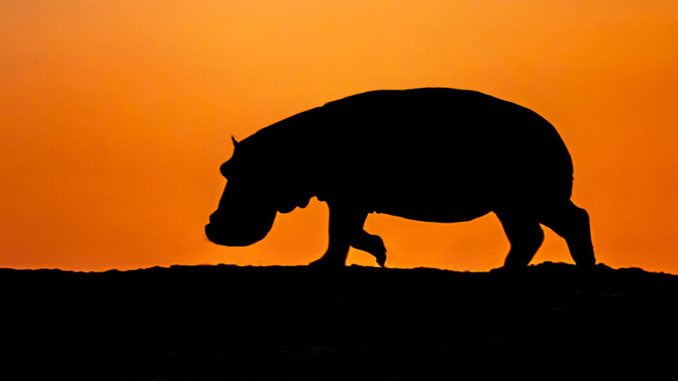 Nature Hippo King PBS