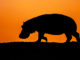 Nature Hippo King PBS