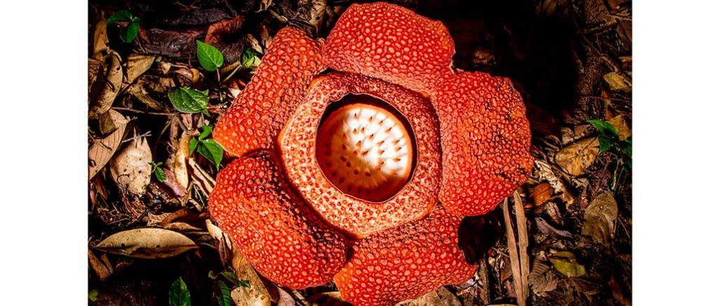 The Green Planet PBS
