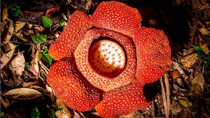 The Green Planet PBS