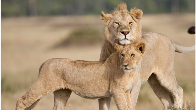 Lion Rise and Fall of the Marsh Pride PBS