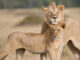 Lion Rise and Fall of the Marsh Pride PBS