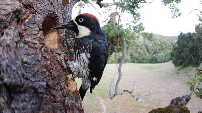 Nature PBS Woodpeckers: The Hole Story