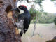 Nature PBS Woodpeckers: The Hole Story