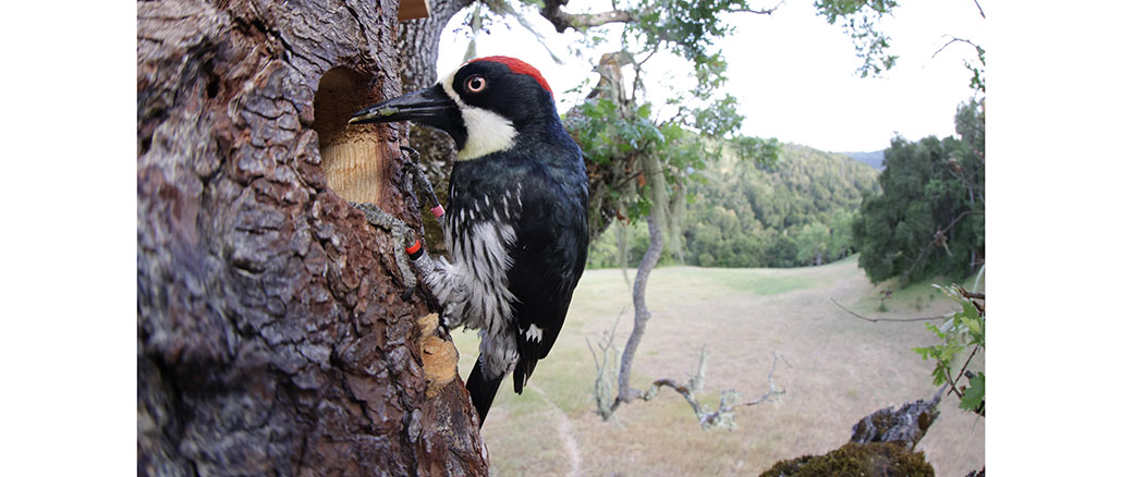 Nature PBS Woodpeckers: The Hole Story