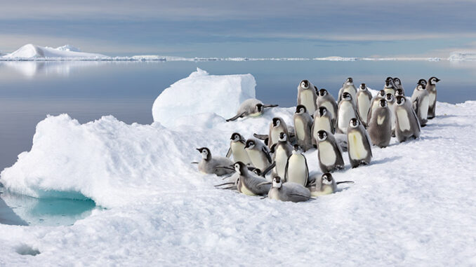 Frozen Planet II BBC America