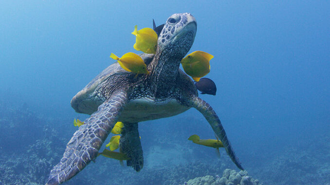 Nature Soul of the Ocean PBS